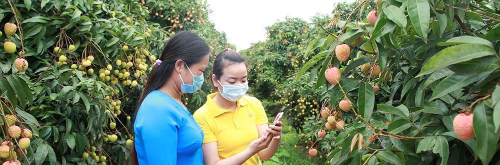 Farmcrowdy Ventures Into e-Commerce To Allow People Order For Fresh ...