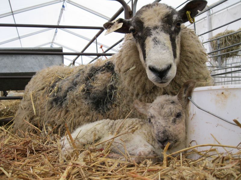 Get Me Into Vet School – artamanen: Foot rot in Sheep Footrot, also...