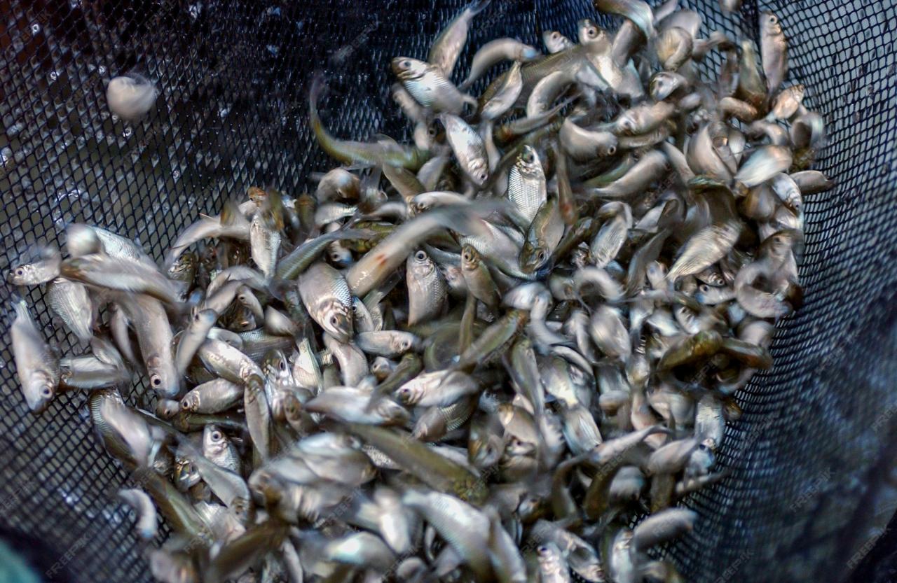 Premium Photo | Small fish fingerlings in a fishing net on a fish farm.