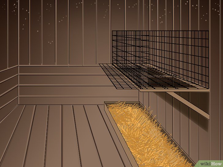 How to Raise Quail: A Complete Guide