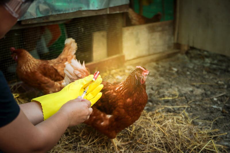 Vaccines - Chickens to Your Door Vaccines - Chickens to Your Door